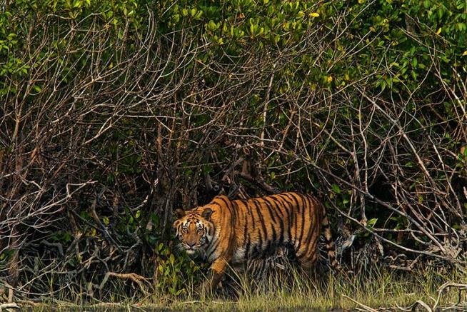 It's a GrimPrognosis for Bengal Tigers