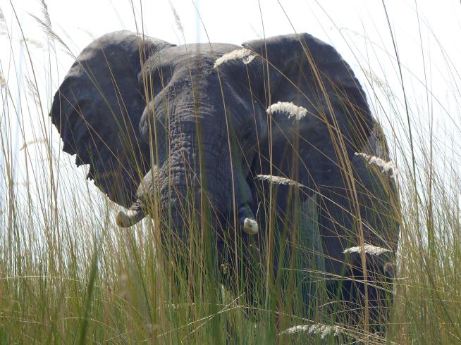 A Third of Africa's Elephants Can Now Be Hunted