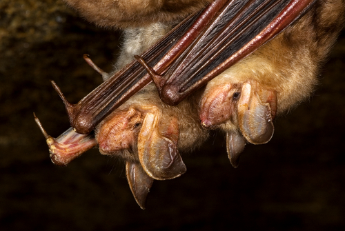 Bat Deaths Perplex Scientists