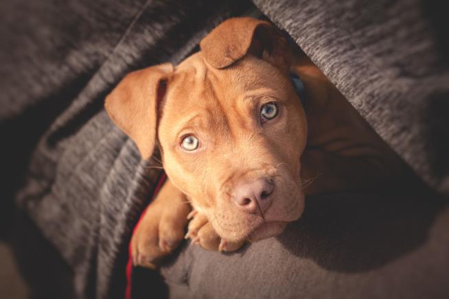 Pit Bull Puppy Dies Protecting Kids From Snake
