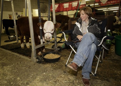 As Feed Prices Climb, Minicows Moove In