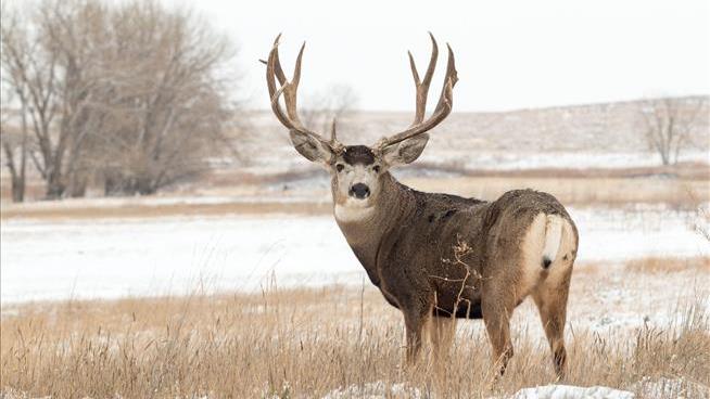 Teen Arrested After Allegedly Riding Tired Mule Deer Buck