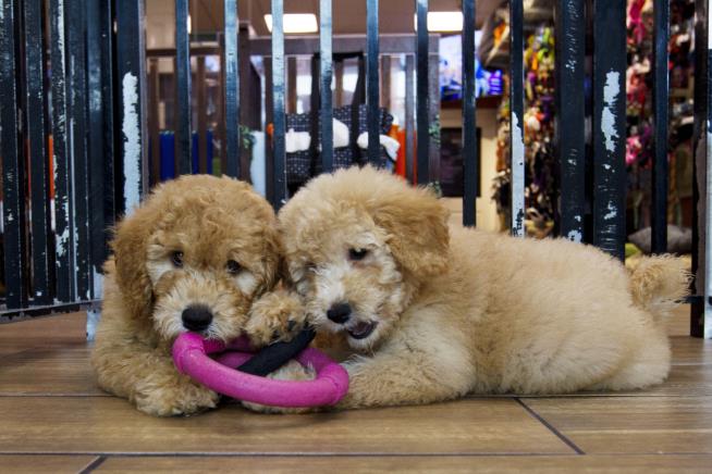 Infections in 13 States Tied to Pet Store Puppies
