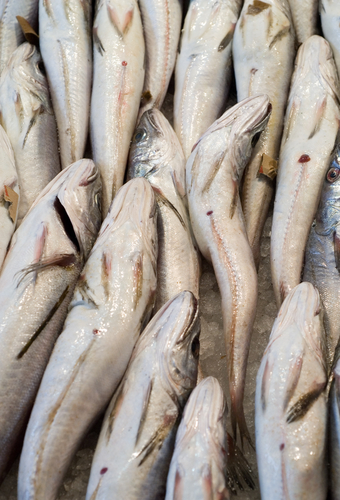 Trawler Dumps Endangered Fish, Sparking Eco-Outrage