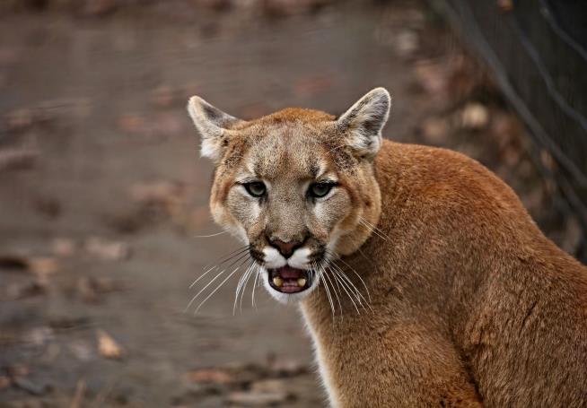 Cougar Emerges From Bushes, Attacks 6-Year-Old