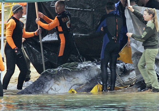 End of Tale for Baby Whale