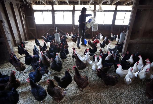 Farmer: Coronavirus Indirectly Killed 61K Chickens