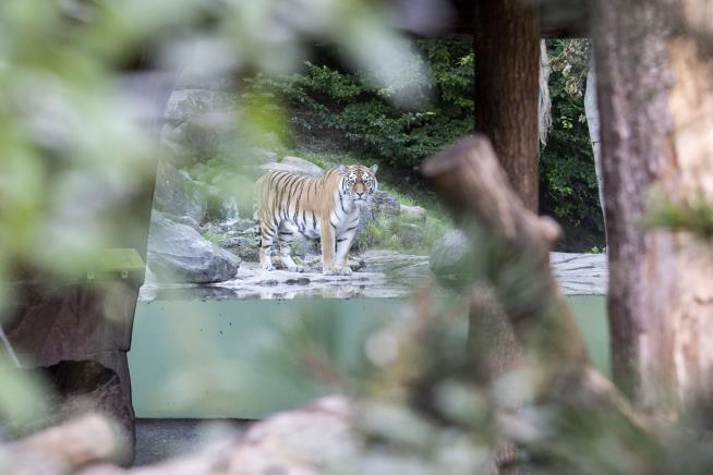 As Tiger Attacked Zookeeper, 'All Help Came Too Late'