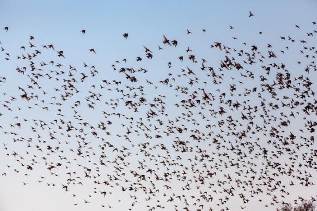 'Maybe Millions' of Birds Dying of Unknown Causes