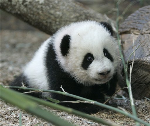 Atlanta Panda Now a 2-Time Mama