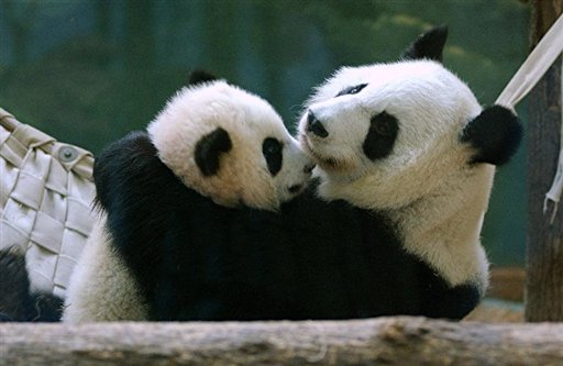 Panda Cub Taken From Mom