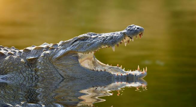 Guy's Swim Interrupted by 'Sudden Impact' With a Crocodile