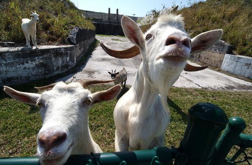 Overgrown LA Tract Turns to 'Scape Goats