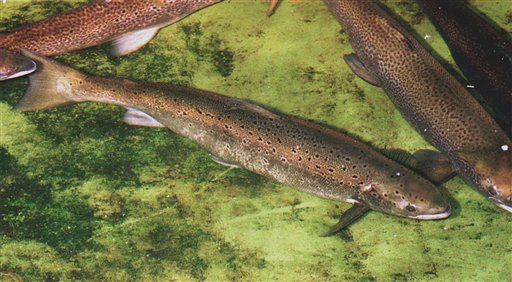 4 in 10 North American Fish Species in Peril