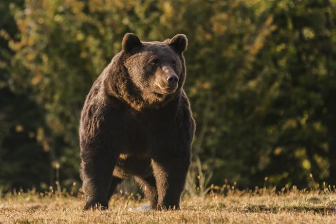 Austrian Prince Accused of Poaching a Giant Bear