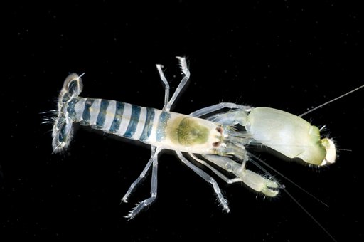 Sea of New Ocean Life Discovered