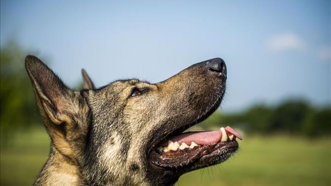 Rescue Dogs Shot Dead Due To COVID Restrictions