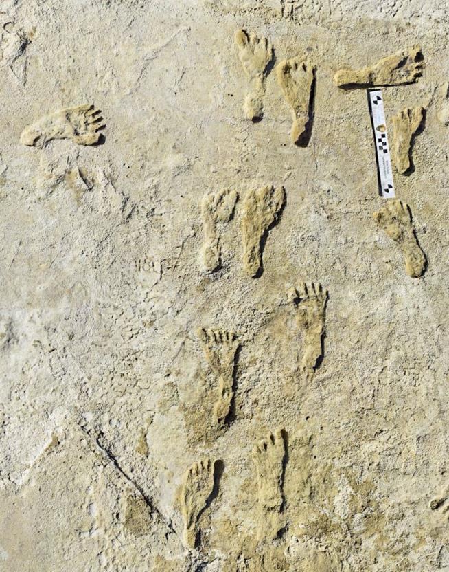 These Footprints May Be an Archaeological 'Holy Grail'