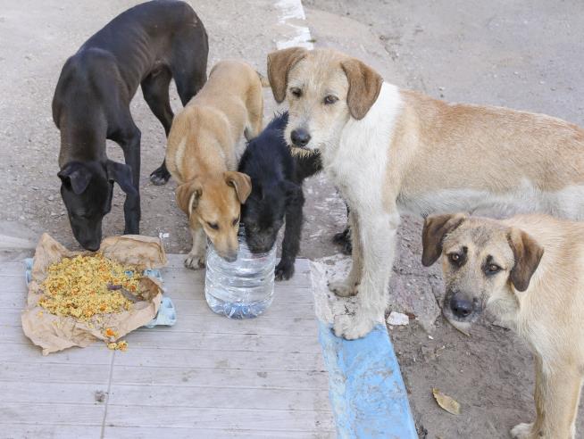 Guam's Stray Dogs Have Made All Dogcatchers Quit but One