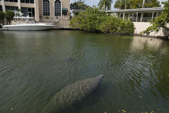 Starving Manatees Munch 55 Tons of Lettuce