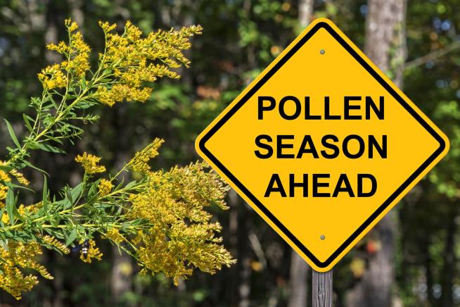 Study Predicts Longer, Stronger Pollen Season, Forever