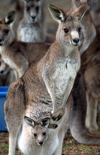 Eat 'Roo, Save Planet, Aussies Told