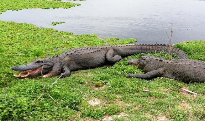 Florida Introduces 24-Hour Alligator Hunting
