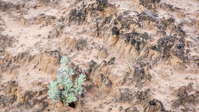 High Temperatures Threaten Desert's 'Skin'