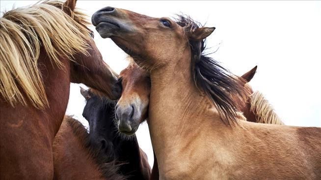 Iceland's Horse 'Blood Farms' Come Under Fire