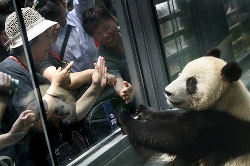 China Offers Chicken Soup for Pandas' Stressed Souls