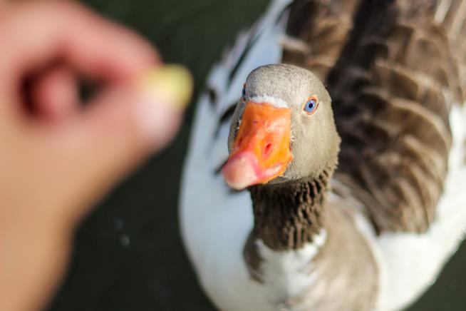 They Fed Ducks in Their Yard. Now Their Home Is at Risk