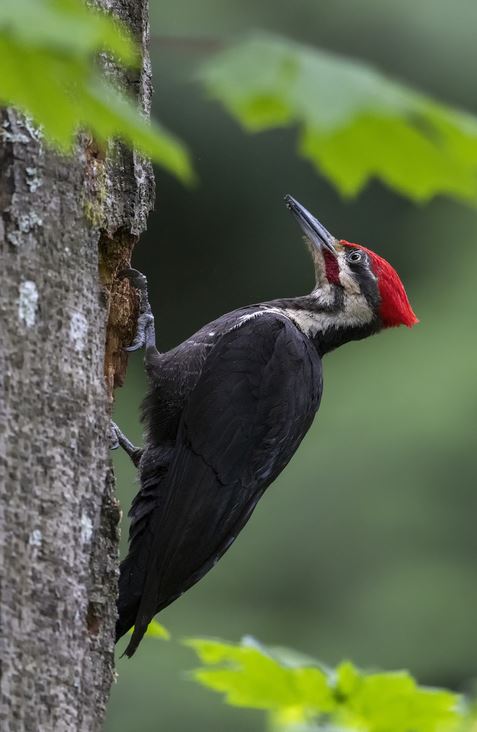 Research Refutes Common Theory on Woodpeckers