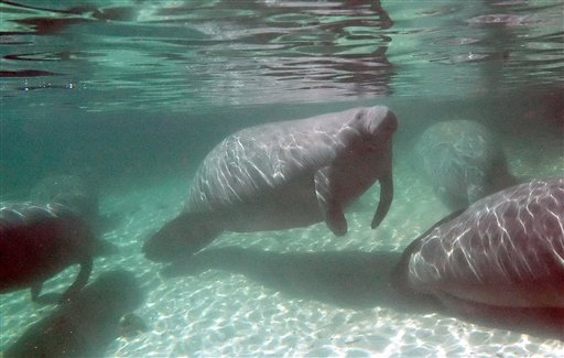 Help's on Way for Cape Cod Manatee