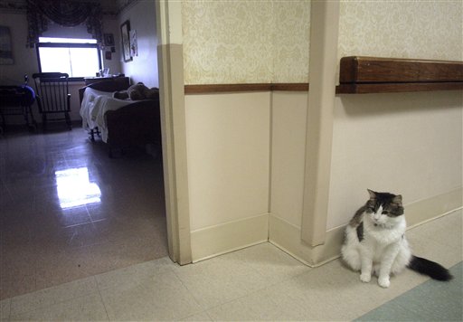 The End Is Near: Hospice Cat Senses Death