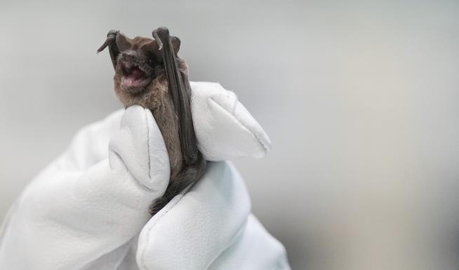 Hundreds of Bats Fell From Bridges in Frigid Temps