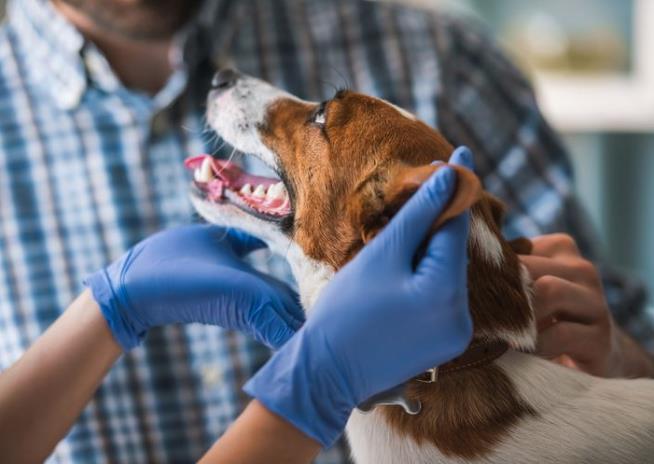 A Veterinarian's Admission: 'This Job Breaks You'