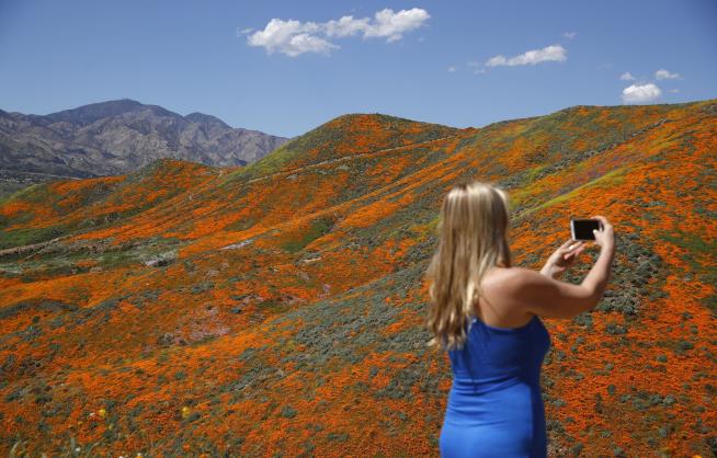 California Mayor Says Poppy Fields Are Off-Limits