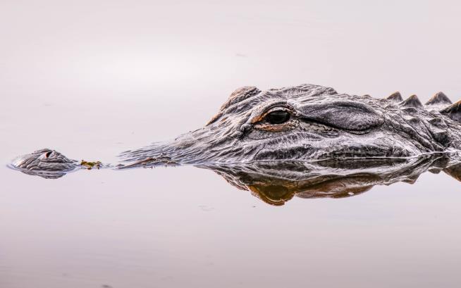 85-Year-Old Walking Her Dog Is Killed by Alligator