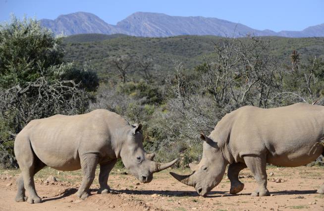 For Sale: More Than 10% of the World's White Rhinos