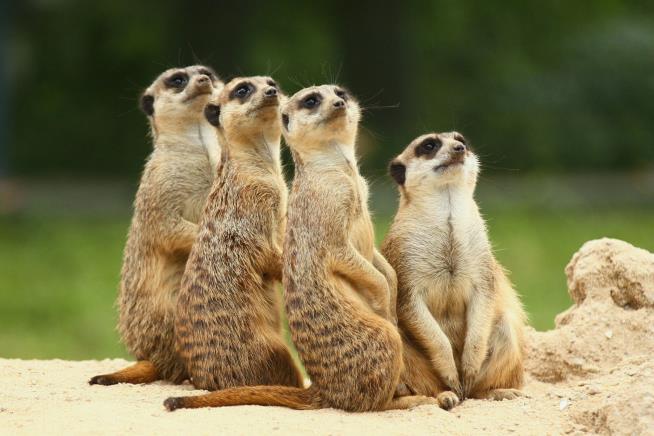 Unknown Toxin Kills 5 Meerkats at Philadelphia Zoo