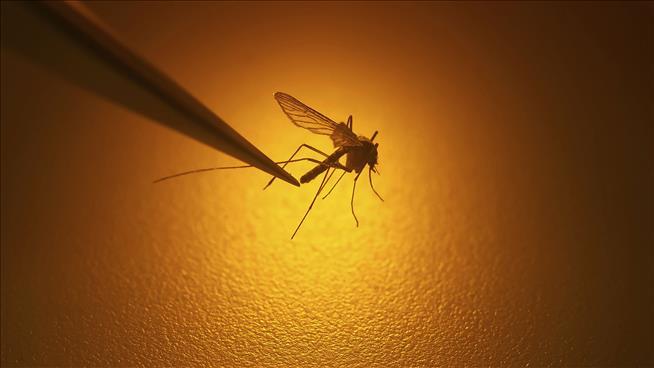 If Mosquito Season Feels Longer, That's Because It Is
