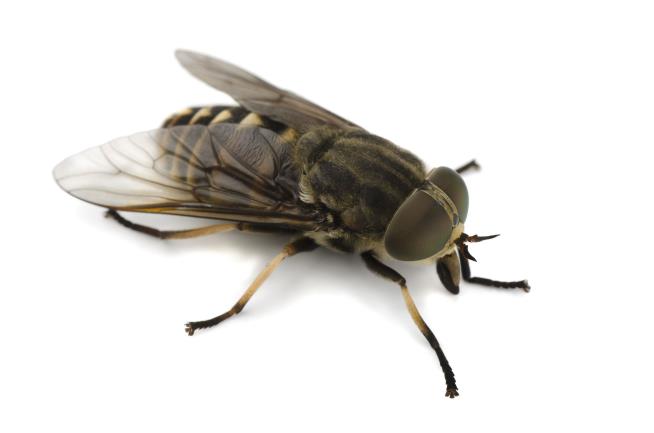 Here's Why Biting Flies Like Blue