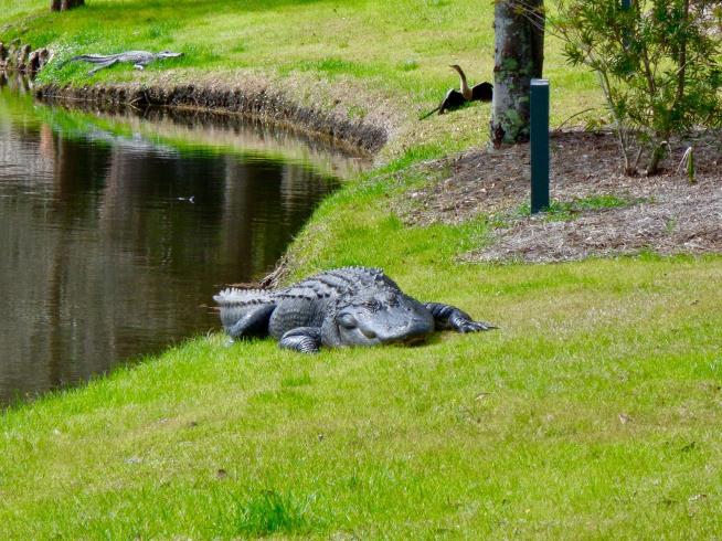 South Carolina Woman Killed in Alligator Attack