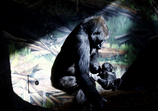 Zoo Cracks Down on Gorilla's Screen Time