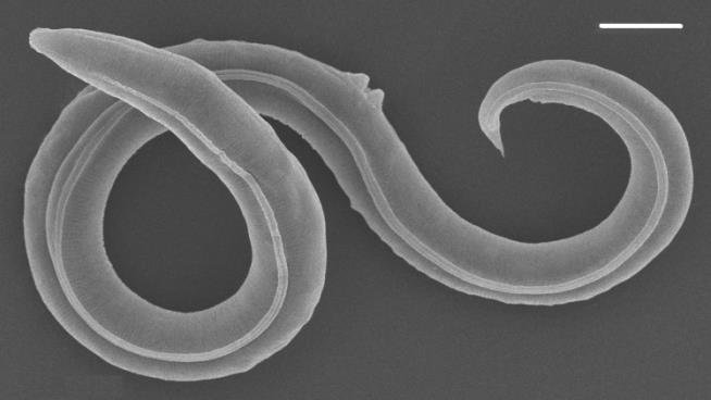 After 46K Years, Possibly Extinct Worm Awoke, Reproduced