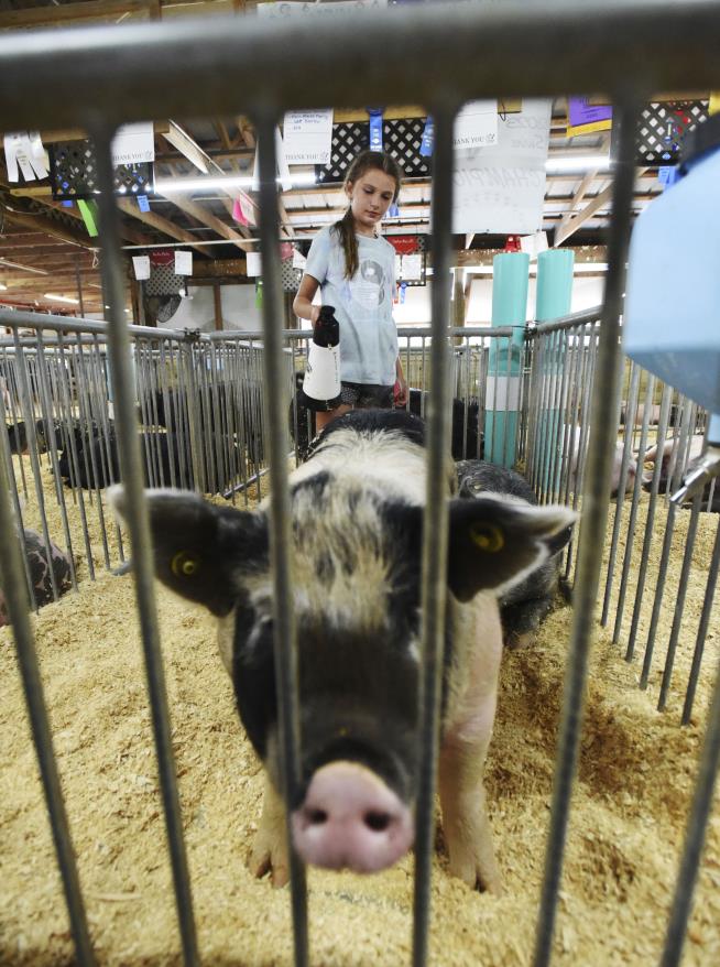 This Year's First Swine Flu Cases in Humans Linked to Fairs