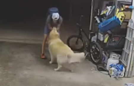 Dog Detects Burglar, Accepts Belly Rub