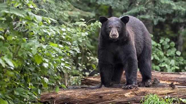 Boy Attacked by Bear 40 Miles From NYC