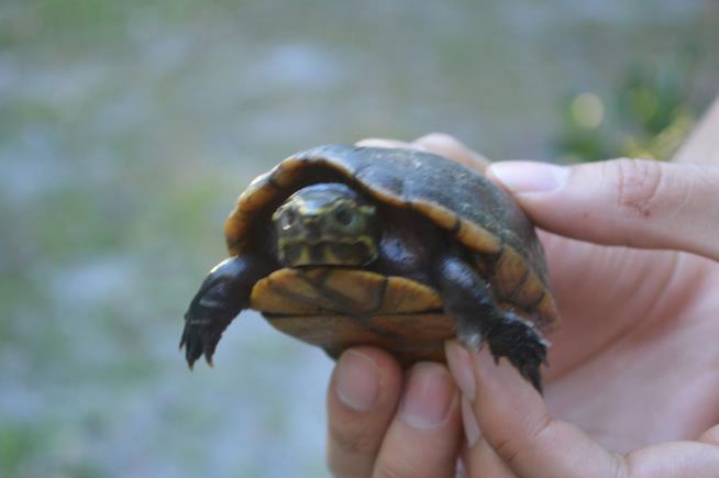 CDC: 'Don't Kiss or Snuggle Your Turtle'