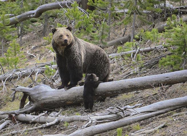 Fatal Mauling Wasn't Grizzly's First Attack of a Human